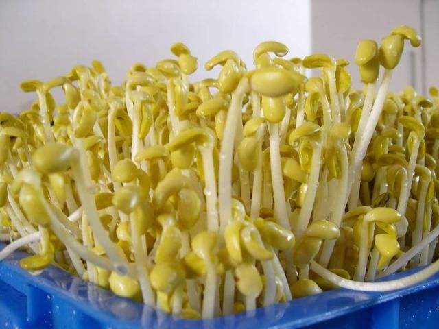 黃豆芽冷庫(kù)儲(chǔ)存方法